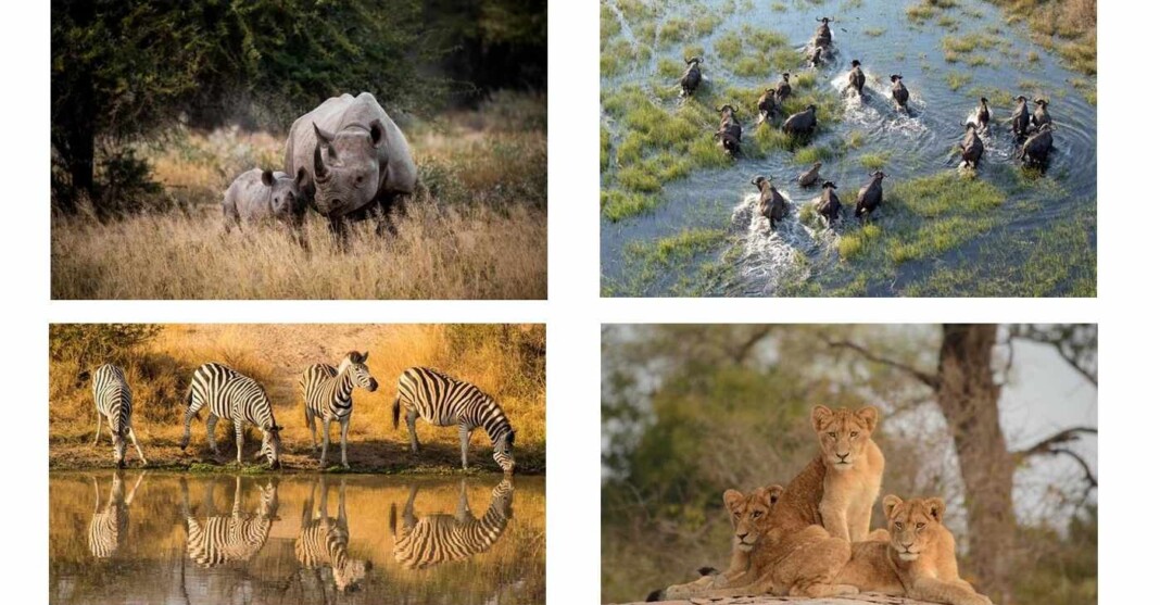 Iconic Kruger National Park Celebrates 100th Year of Protecting African ...