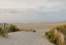 8 Acres of Rewilding Completed Along Santa Monica Coastline: ‘It’s Still Your Beach, Only Better’