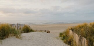 8 Acres of Rewilding Completed Along Santa Monica Coastline: ‘It’s Still Your Beach, Only Better’