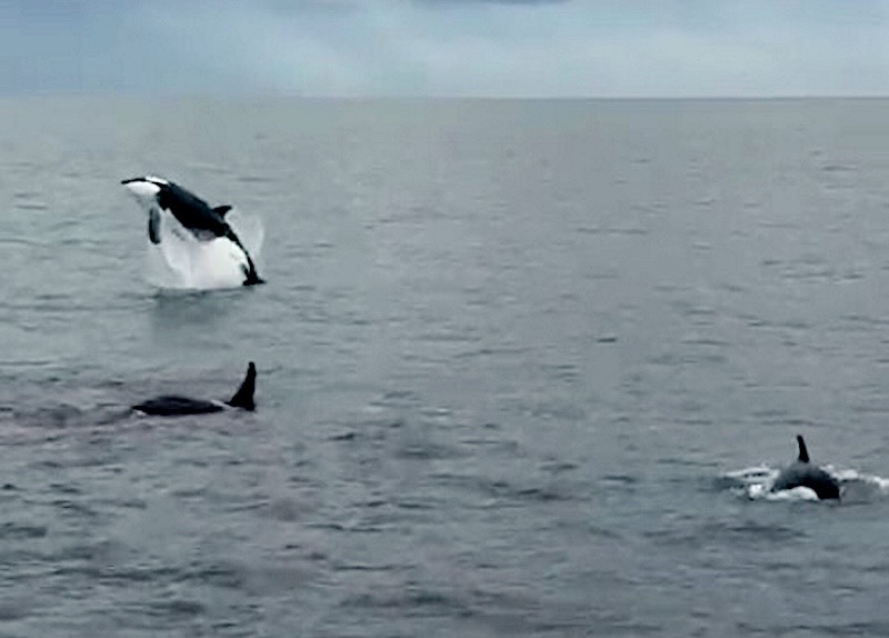 Photo for the article Orcas Returning to UK Coast in Numbers Rarely Seen–With an Acrobatic Flip for Excited Tourists (Watch)