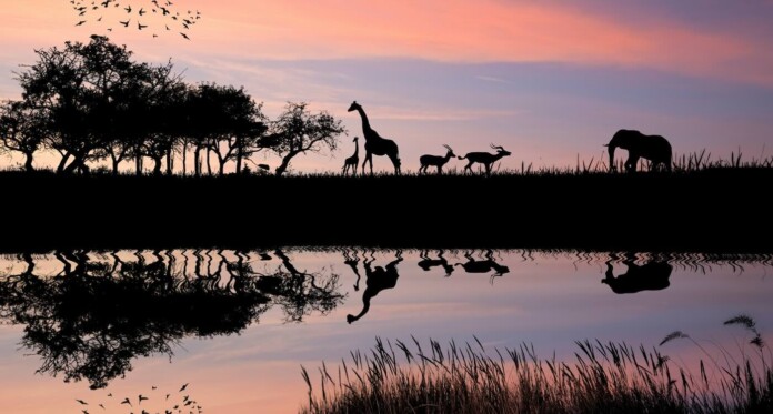Safari African elephant giraffe at sunset Getty Images For Unsplash+ GNqLWDUKwDk