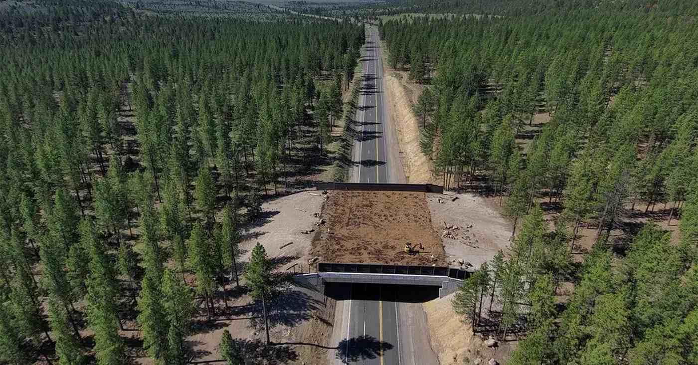 3 Mule Deer Inaugurate California’s Newest Wildlife Crossing Bridge