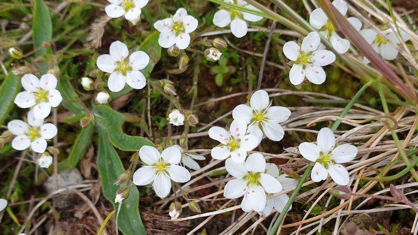 Ecosystem of Pansies Thrives on Soil Contaminated by Lead Mining–Turning it into Clean Organic Compounds