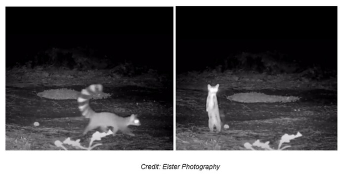 The ringtail, a North American mammal - credit, Elster Photography, released