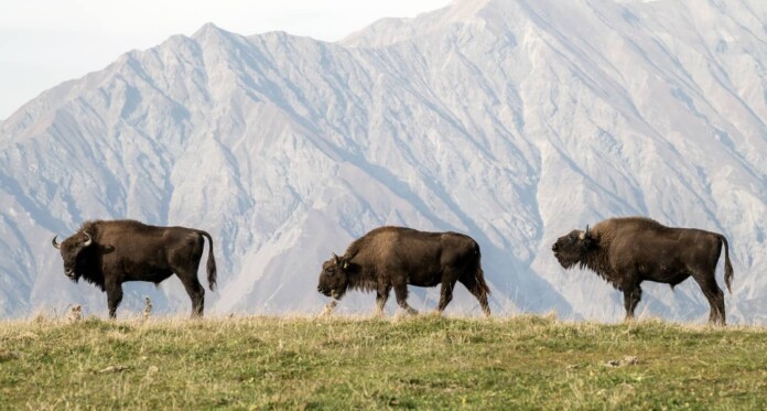 Translocation of 10 bison from Germany to Shahdag National Park in Azerbaijan Credit Emil Khalilov-WWF - USE ONLY WITH WWF STORY