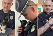 Wisconsin Trooper Has a New Pawtner–a Kitten He Saved After it Was Hurdled Out of a Moving Car