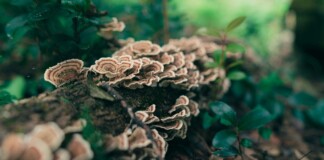 Mushrooms Used to Clean E. Coli from Rivers and Immediately Implemented in England