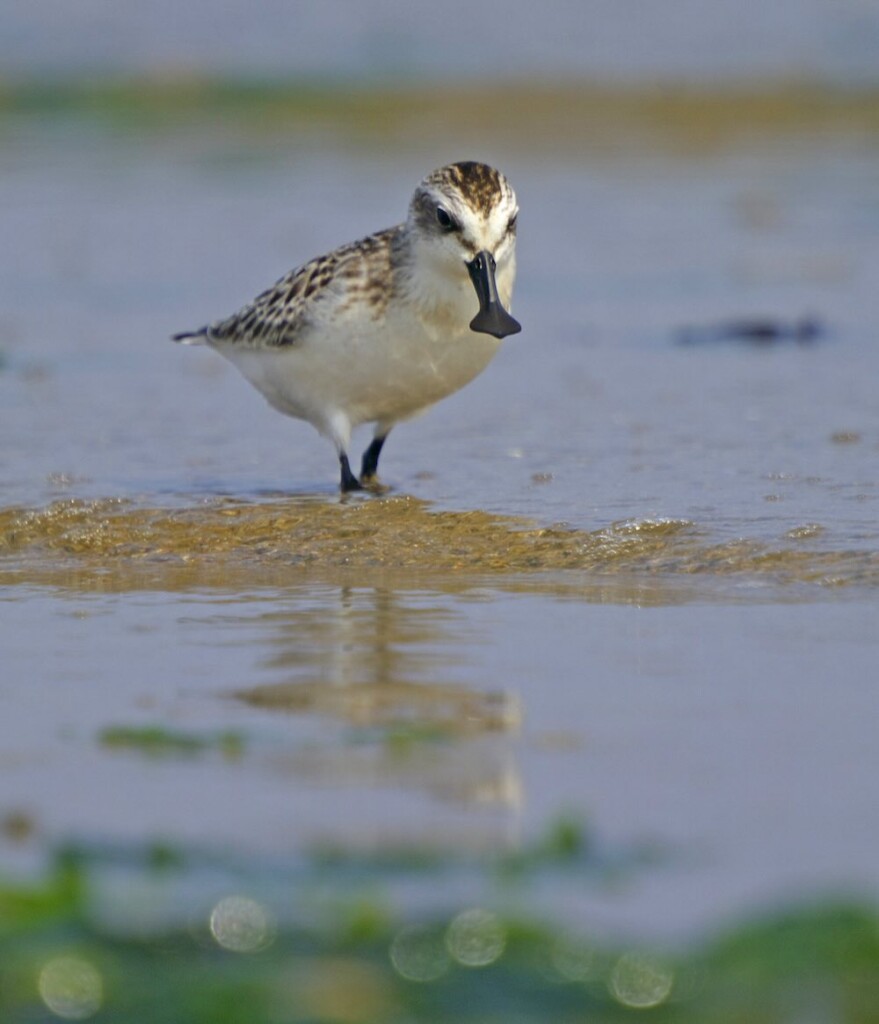 In the Land of Infrastructure Projects, Activists and Nature Lovers Saved Endangered Spoonbill Habitat | A Sign of Progress