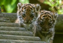 Sumatran Tiger Cubs Born in the UK Is Huge Win–with Only 400 Left in Wild