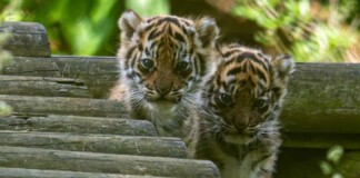 Sumatran Tiger Cubs Born in the UK Is Huge Win–with Only 400 Left in Wild