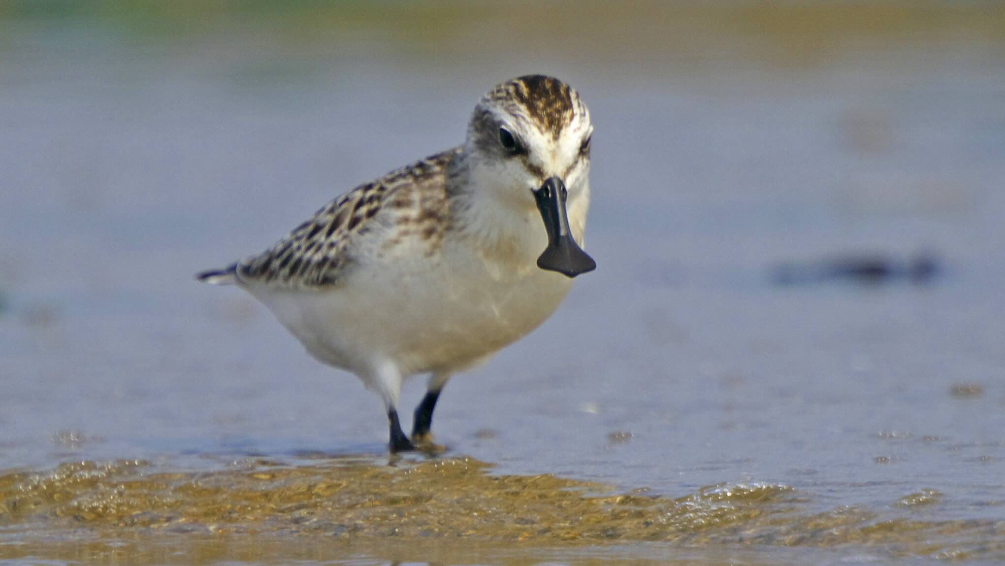 In the Land of Infrastructure Projects, Activists and Nature Lovers Saved Endangered Spoonbill Habitat