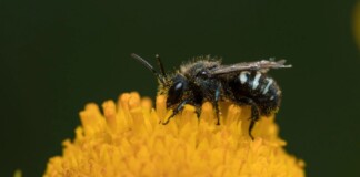 Oregon Records 5 Years of Zero Pesticide-Related Deaths in Bees