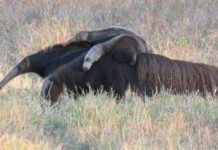 The World’s First Giant Anteater Reintroduction Appears to Be Succeeding in Brazil