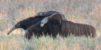 The World’s First Giant Anteater Reintroduction Appears to Be Succeeding in Brazil