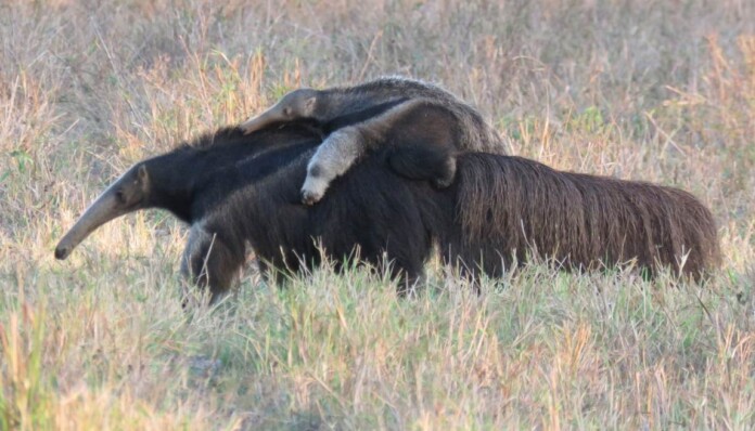 A mother anteater carrying a baby on her back - credit, DJ Cooker, iNaturalist via CC 4.0. BY