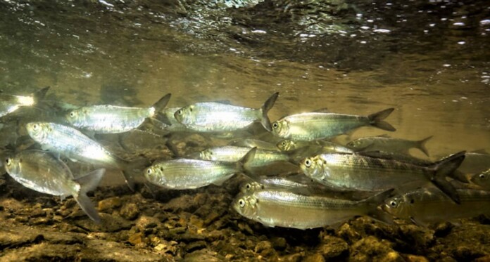 Alewife fish Alosa pseudoharengus herring in river by US Fish and Wildlife Service