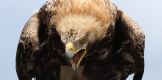 It’s a Record Breeding Year for National Bird of Serbia: The Eastern Imperial Eagle