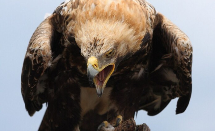 An eastern imperial eagle in captivity - credit AngMoKio CC 3.0. BY-SA