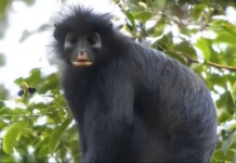 New Species of Monkey Found in DR Congo Shows How Much There’s Left to Discover