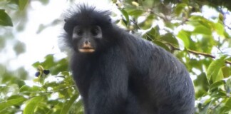 New Species of Monkey Found in DR Congo Shows How Much There’s Left to Discover