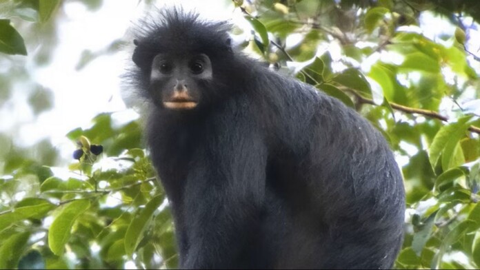 Colobus congoensis - credit, released by Daniel Rosengren, Frankfurt Zoological Society