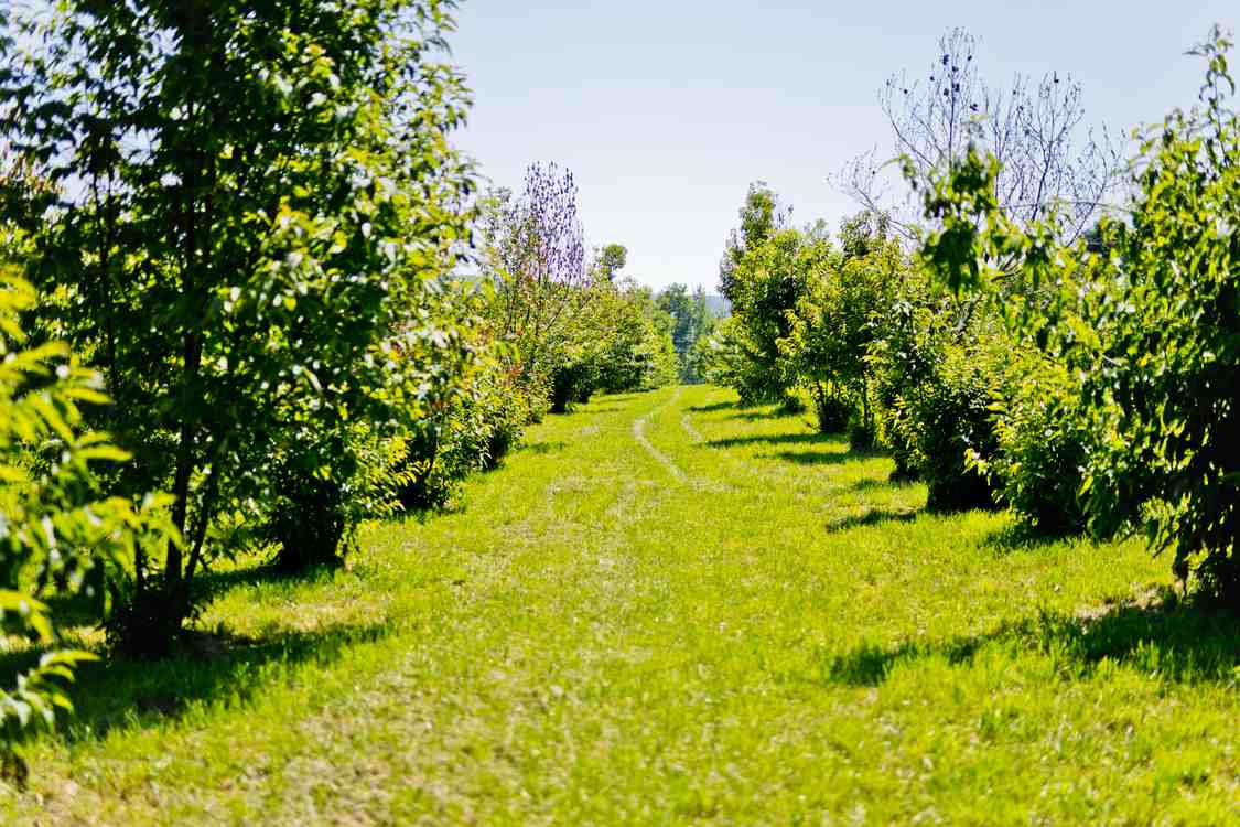 Biotech Startup Breeds Blight Tolerant American Chestnut Without Any Genetic Defects