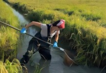 Raising Rice and Fish Together Cuts Disease From Snails While Boosting Crop Yields by 25%
