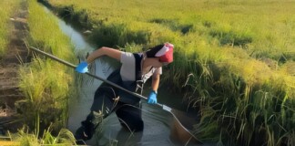 Raising Rice and Fish Together Cuts Disease From Snails While Boosting Crop Yields by 25%