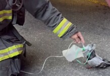 Pigeon Walks Up to Firefighters Who Offer Oxygen to ‘Clear its Lungs’