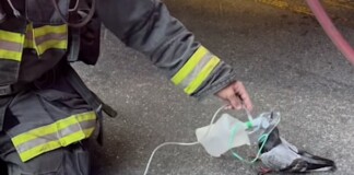 Pigeon Walks Up to Firefighters Who Offer Oxygen to ‘Clear its Lungs’