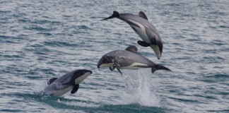 5 New Marine Reserves to Protect Dolphins and Kelp Forests off New Zealand’s South Island