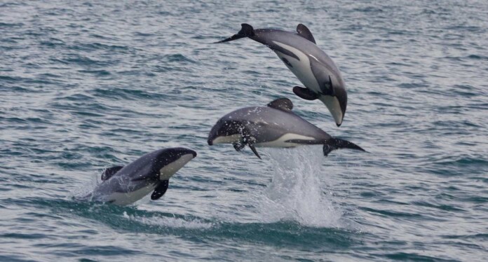Hector's dolphin, a species set to benefit from the new marine protections - credit, Anjanette Baker, CC 4.0. BY-SA