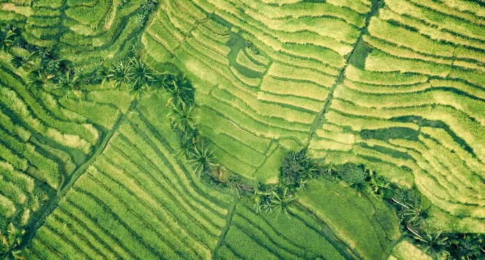 Spring agriculture steps hills nature green-by Ivan Bandura rXNWenGhDm0-unsplash