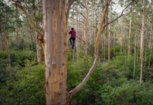 The Majestic ‘Gloucester Tree’ Reopens to Climbers in Australia After 3 Years of Repair