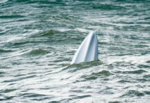Off-duty North Texas Firefighter Saves 3 Children Trapped Under Boat on 4th of July