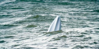 Off-duty North Texas Firefighter Saves 3 Children Trapped Under Boat on 4th of July