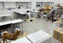 Organizations Rally to Reunite Lost Pets with Their Owners Following Earthquake in Japan