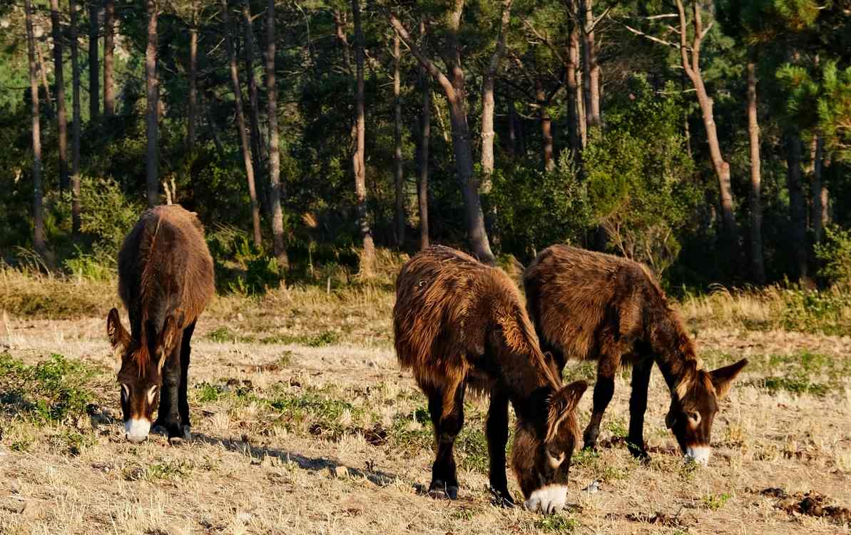 Meet the ‘Firefighting’ Donkeys of Spain, Chowing Down on Grass and Fire Risk from Dawn to Dusk