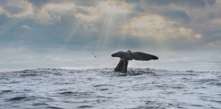 Humpback Whale Watching Surges in Brazil Where Population Has Grown 27-fold Since Whaling Ended