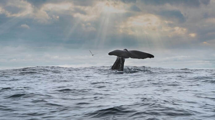 humpback whale - unsplash