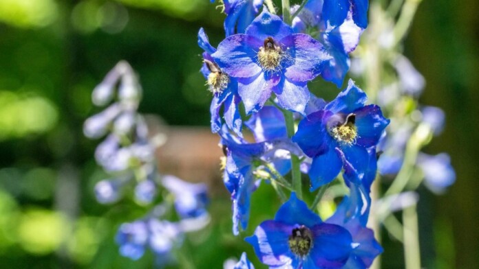 A larkspur specimen in bloom at Beal Botanical Garden - credit, Paul Henderson, released by MSU