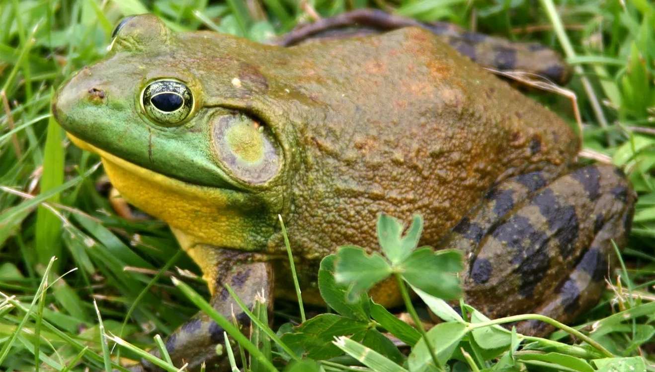 Frogs Produce a Protein That Counters Deadly Shellfish Toxin That’s Being Tested as an Antidote in Humans