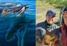 Single Fossil Shows a Pterosaur Eaten by an Ichthyosaur Eaten by a Pliosaur: ‘A 3-Way Chompfest’
