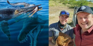 Single Fossil Shows a Pterosaur Eaten by an Ichthyosaur Eaten by a Pliosaur: ‘A 3-Way Chompfest’
