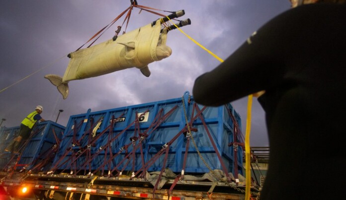 Beluga whale arrives at SeaWorld San Antonio - courtesy SeaWorld