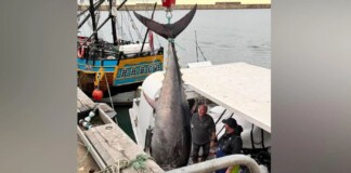 First Bluefin Tuna Caught in North Sea in 60 Years Is Sign of Healthy Ecosystem