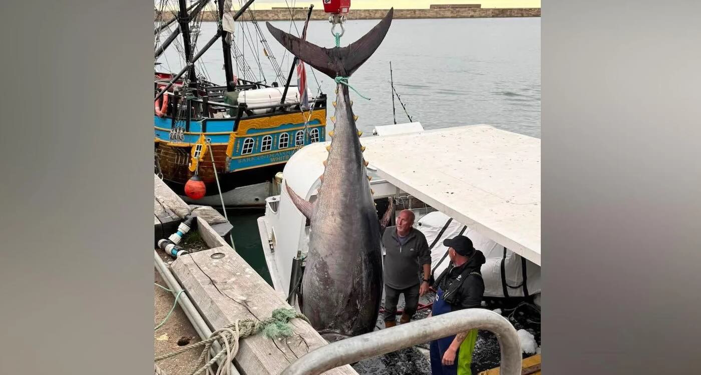 First Bluefin Tuna Caught in North Sea in 60 Years Is Sign of Healthy Ecosystem