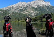 Do-Good Dogs Fight Invasive Mussels as ‘Conservation Canines’