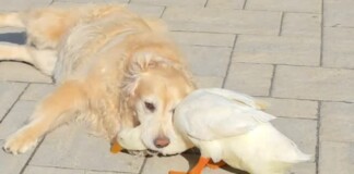 Duck Becomes Emotional Support Animal That Unexpectedly Heals a Golden Retriever (WATCH)