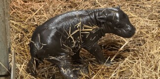 Toronto Zoo Celebrates Birth of Endangered Pygmy Hippo – The Pictures and Video are Adorable
